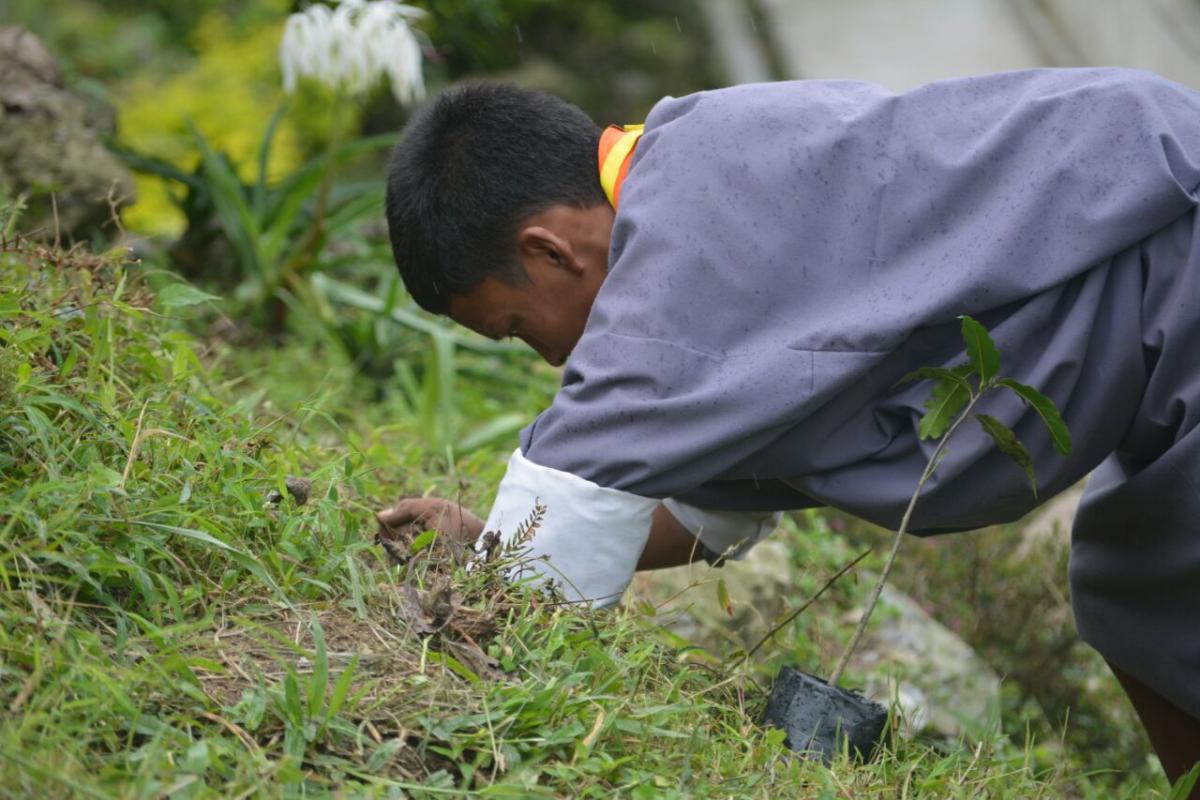 Plantation of Sapling