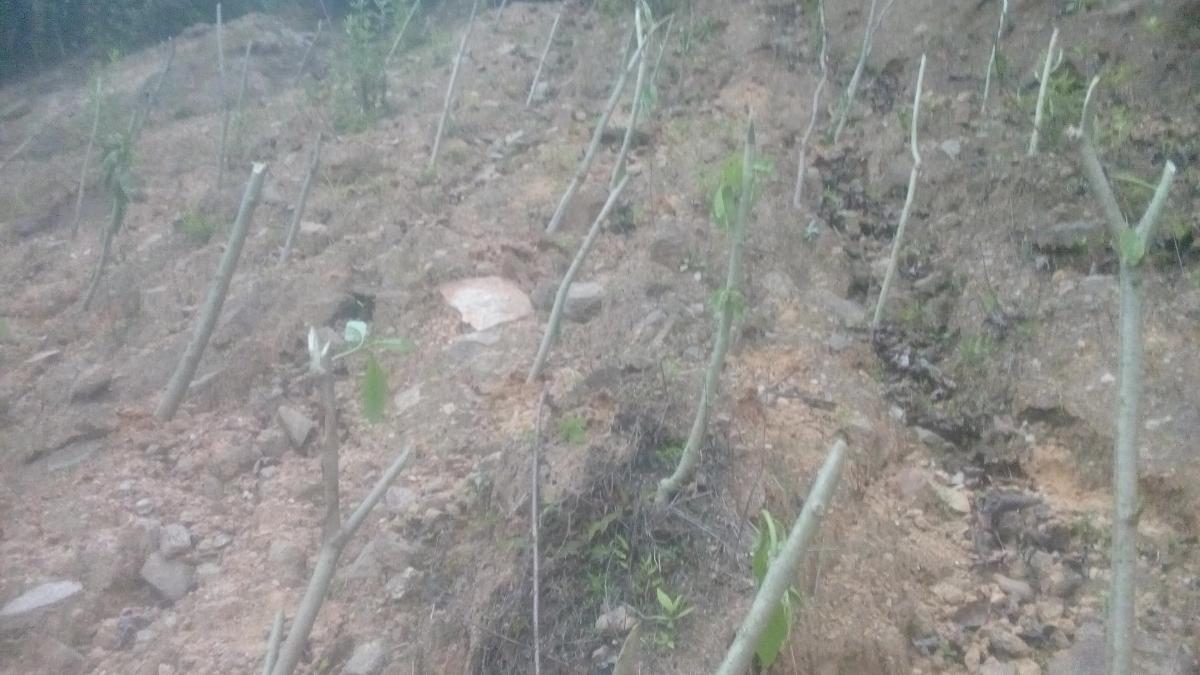 Prevention of landslide and flood
