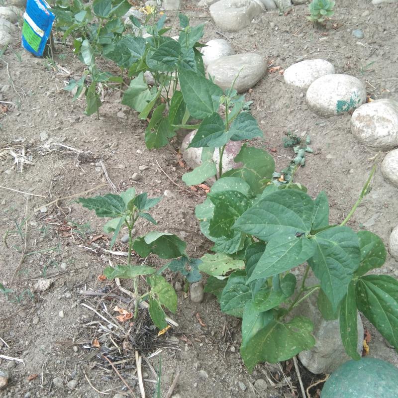 Growing crops