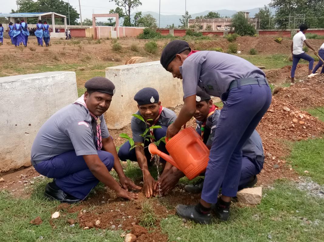 PLANTATION OF SAPLINGS 