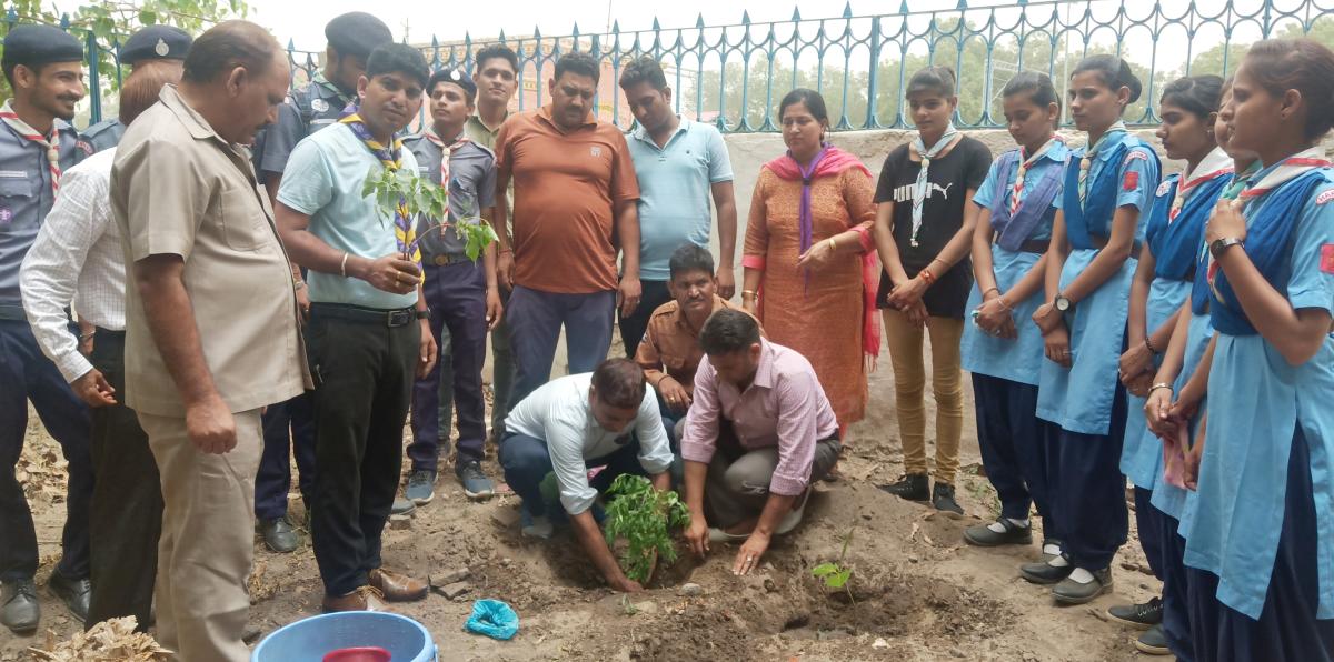 Tree Plantation