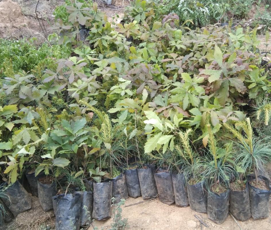Tree plantation