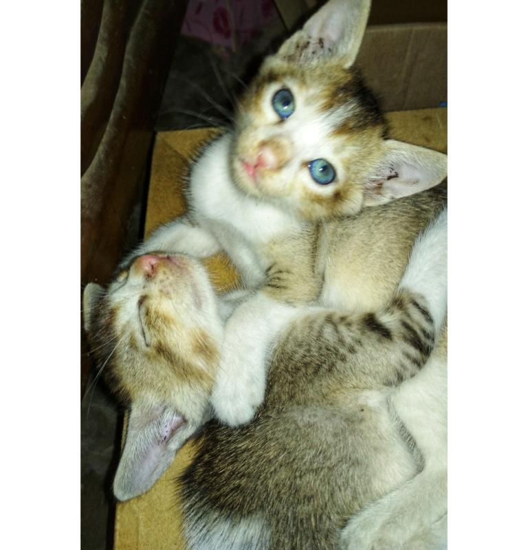 Helped the Cats