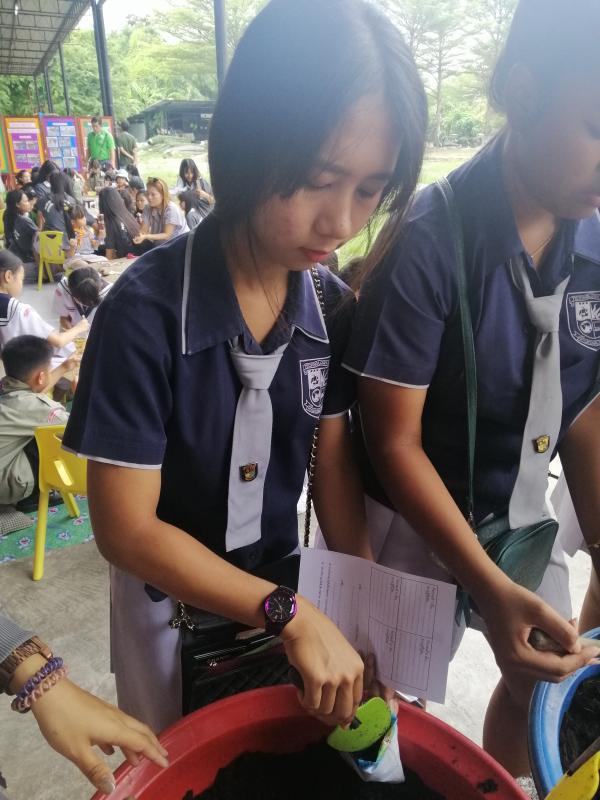 ปลูกต้นดาวเรือง