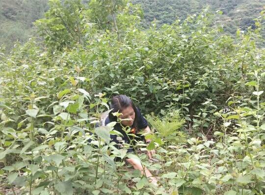 Weeding of plants 