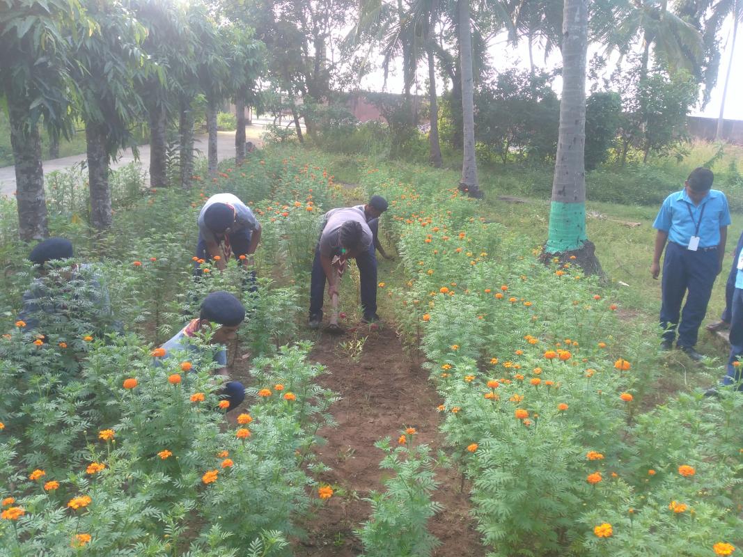 Merry gold gardening program