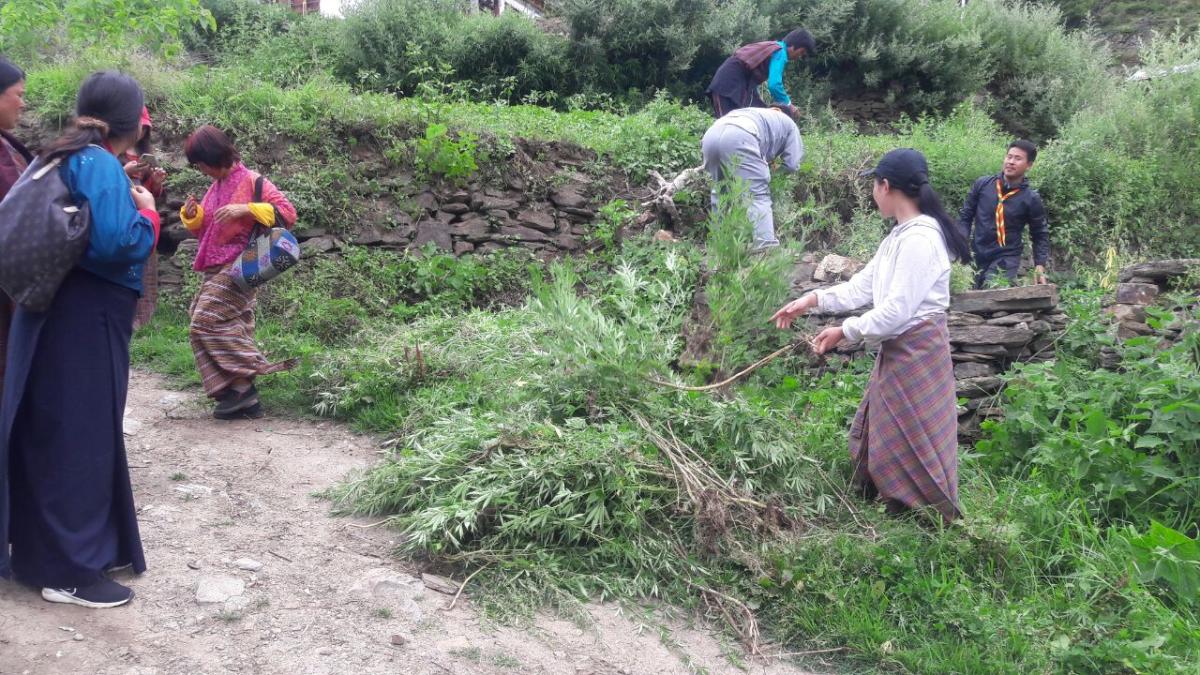 uprooting the marijuana plant