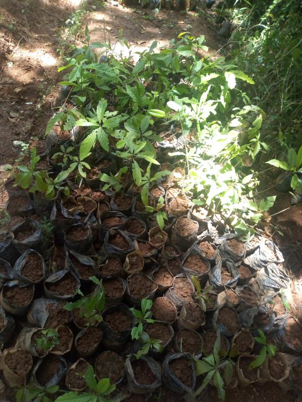 Preparing  tree seedlings. 