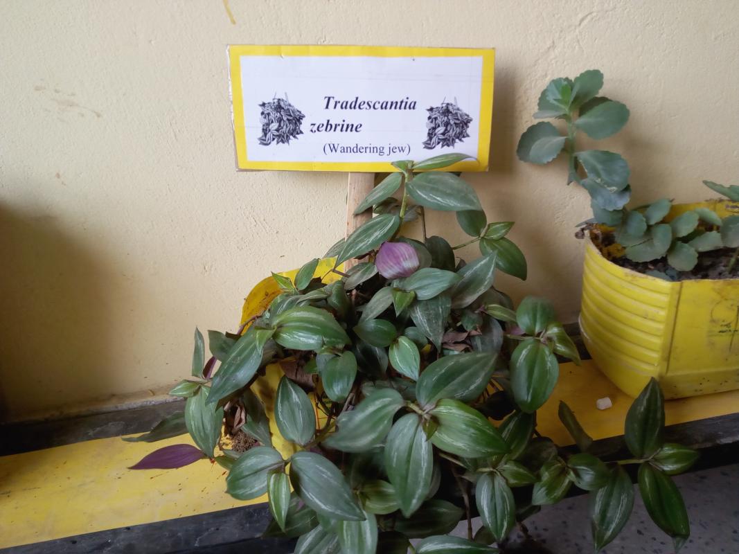 Scientific names of flowers in the classroom