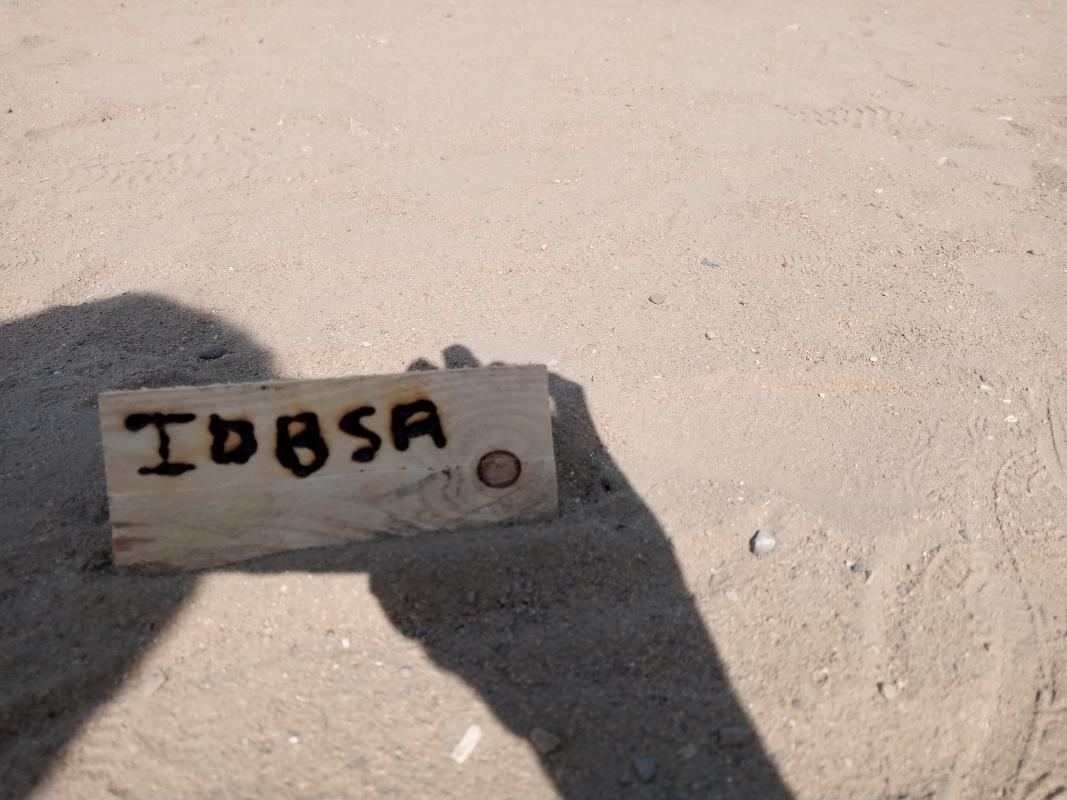 Scout Go Solar Activity