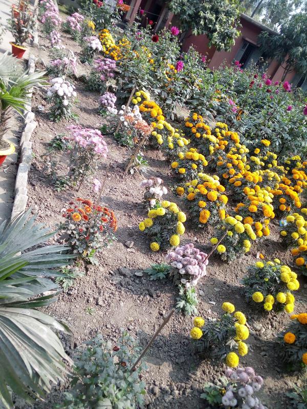 ফুলের বাগান