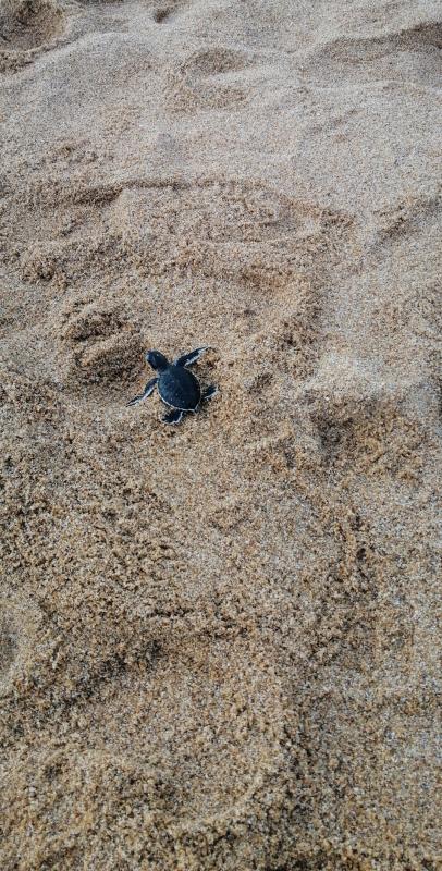 Pelepasan Anak Penyu di Sungai Belacan