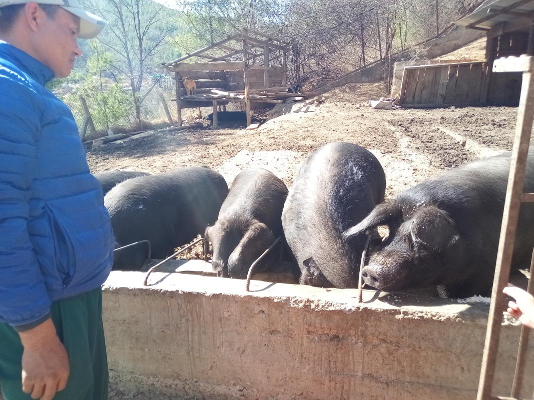 Feedings pigs