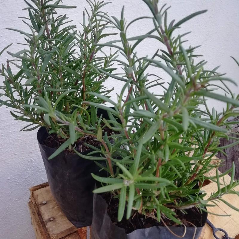 Un Huerto en mi Hogar