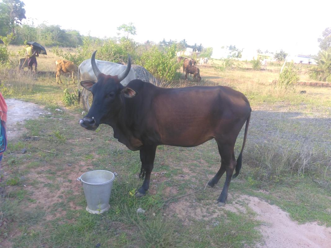 sankalap # love to animal