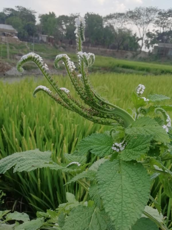 প্রকৃতি পর্যবেক্ষন 