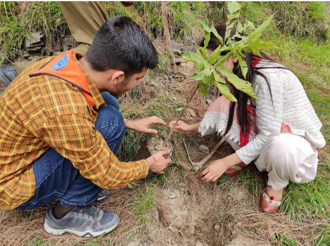 rover and ranger unit members plant around 245 plants in low lying area of shimla in village shaurala. 