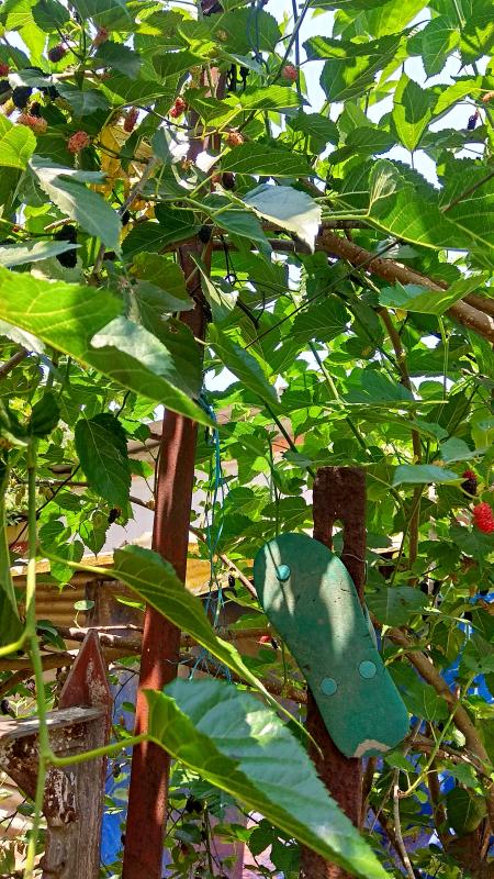 Challenge #Goorganic