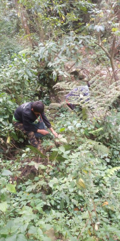 Jungle servival.