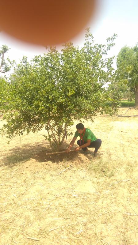 Weeding and water in plants.