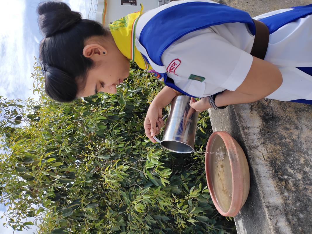 LAYING BIRDS FOR BIRDS ON MIGRATORY BIRDS DAY