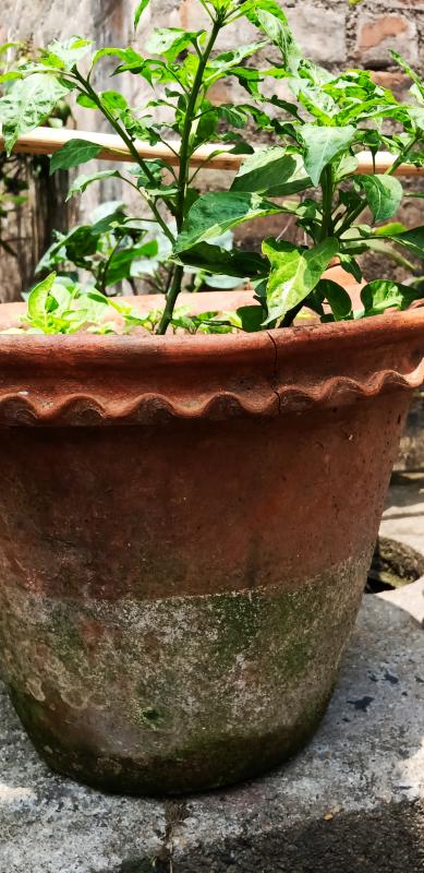 উলুবেড়িয়া জেলা অ্যাসোসিয়েশনের স্কাউটস এবং গাইডরা 22 এপ্রিল 2020 Earth Day উপল‌‌ক্ষে প্রত্যেকে কয়েকটি পোষ্টার বানিয়ে আস পাশের মানুষদের করোনা ভাইরাস বিষয়ে সচেতন  করা হয়েছে।আমারা সবাই  টবে গাছ লাগিয়েছি।