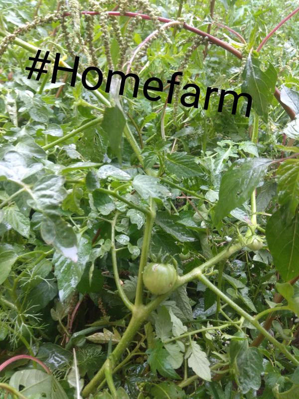 [B] Environment & Sustainability ➢ Challenge 4 – #Goorganic