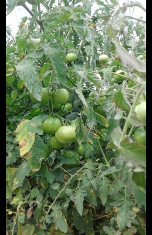 #go organic