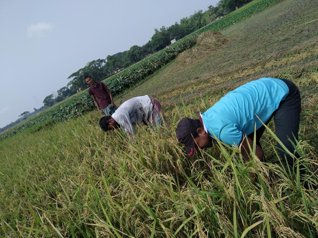 কোভিট ১৯ এর প্রভাবে কৃষক ধান কাটার মানুষ পাচ্ছে না  তাই গরীব চাষীদের ধান কেটে দিচ্ছি আমরা কয়েকজন মিলে।