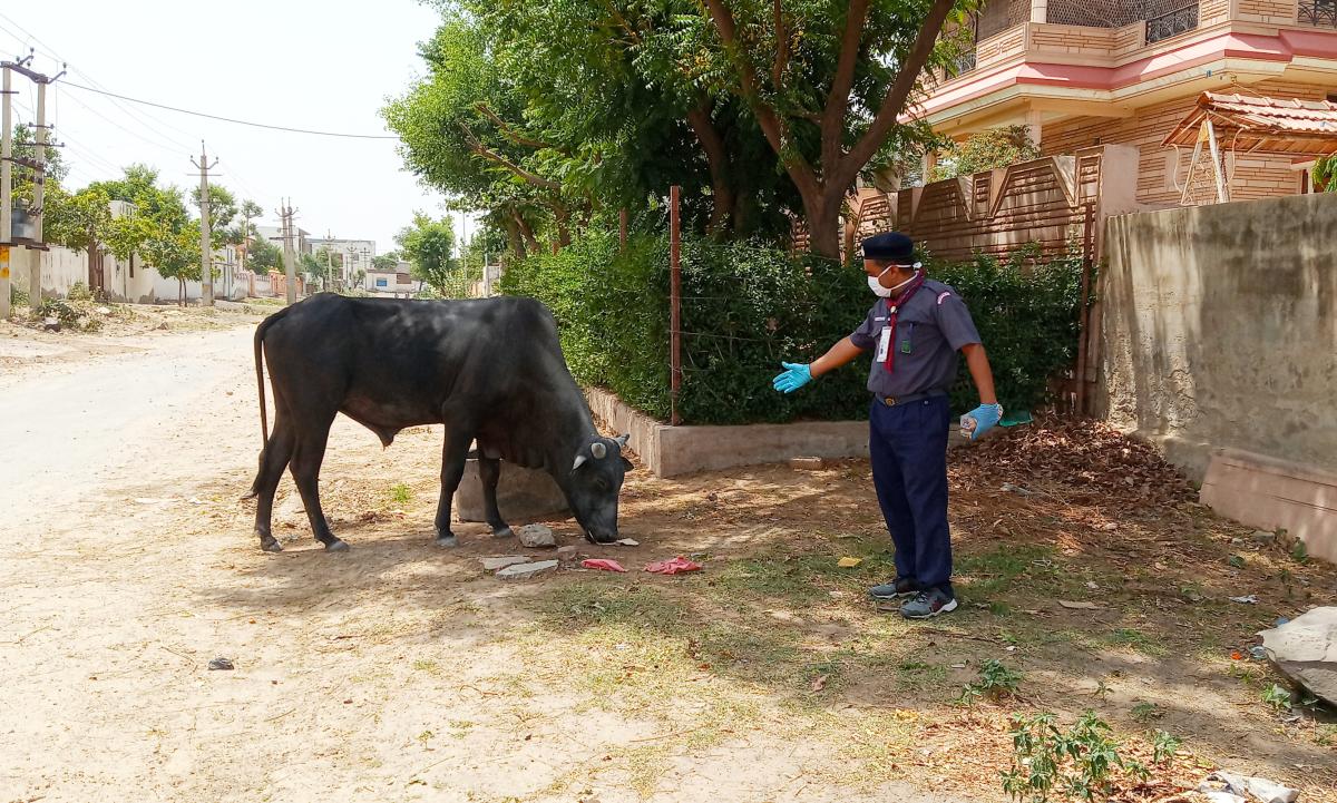 बेजुबान पशुओ को खाना खिलाया