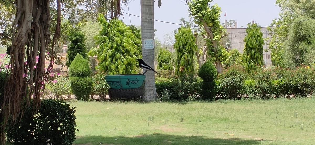 ANIMAL BIRDS SERVICE