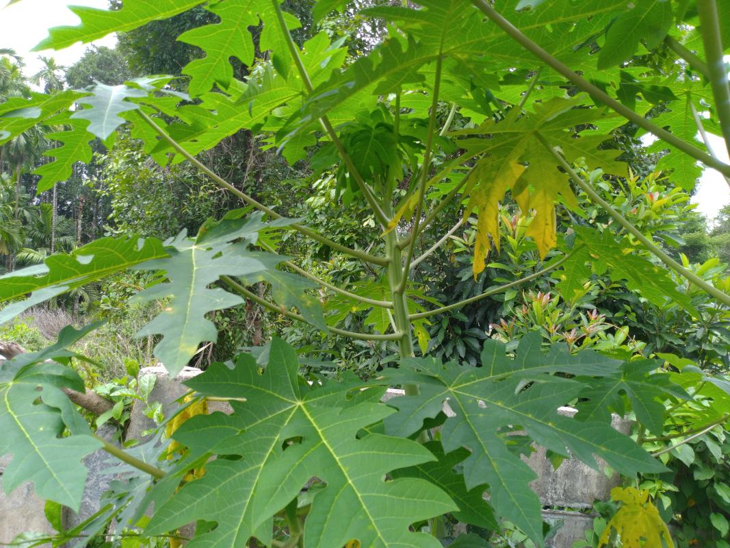 #goorganic