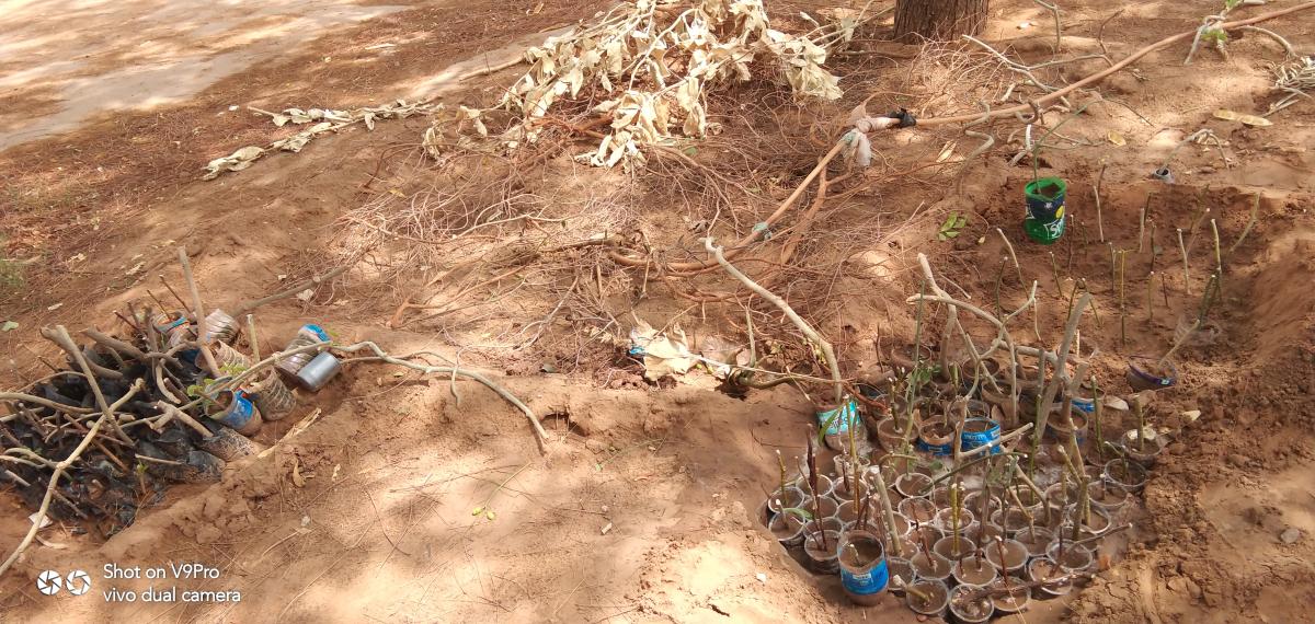 कलम रोपण