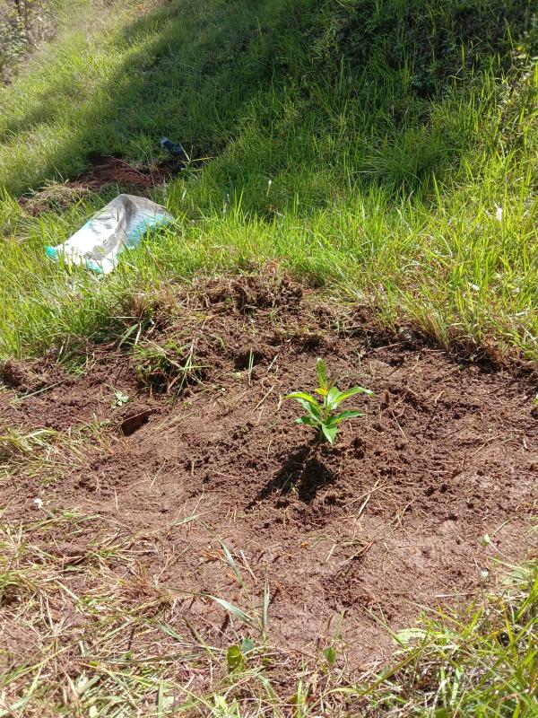 Fruit Saplings for Future Generation