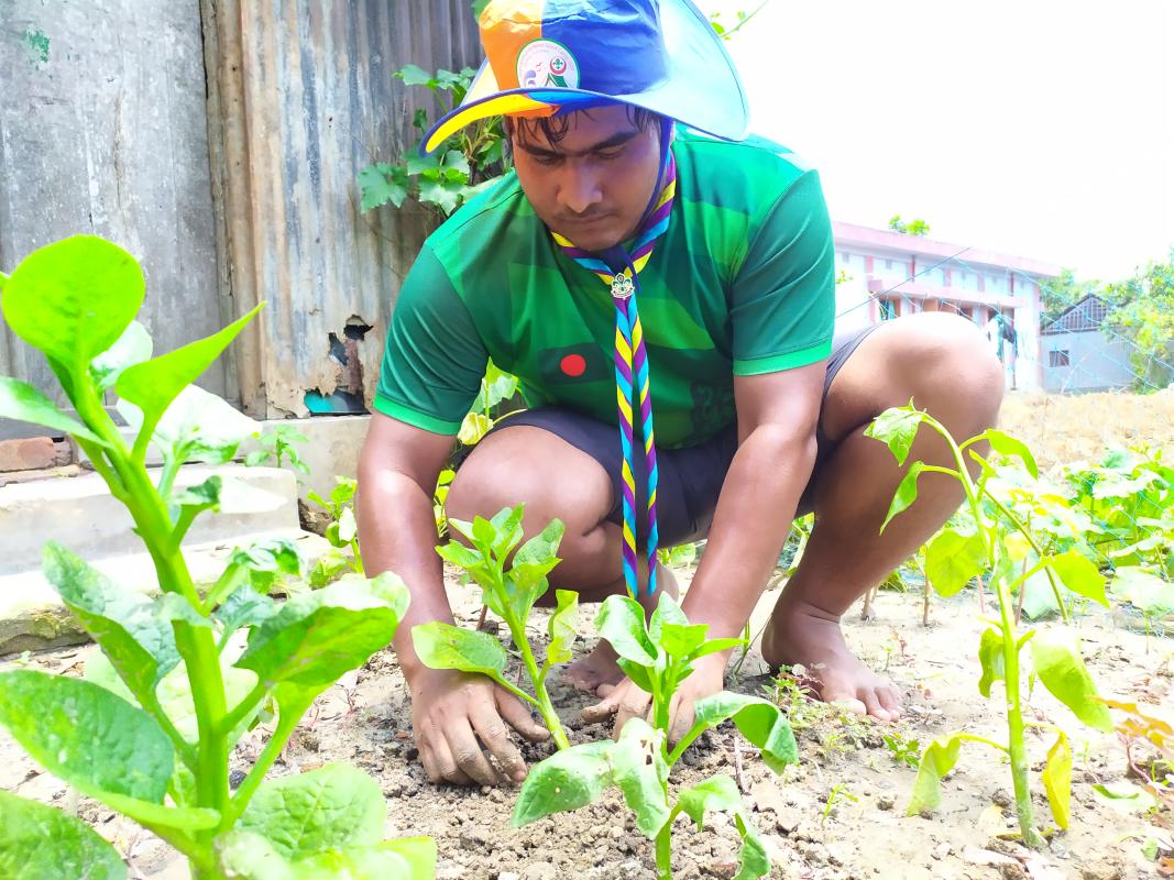 Tree Plantation 