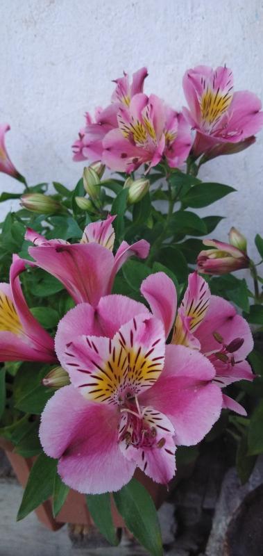 Footpath flower stands