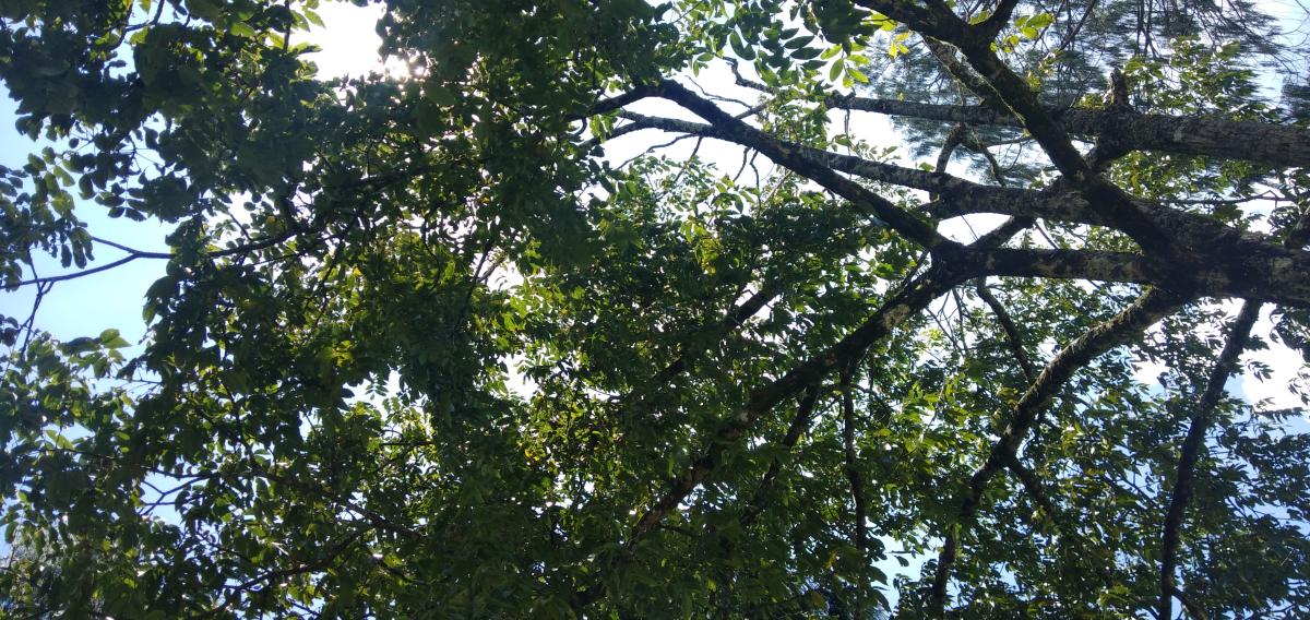 Innovative flower pots 