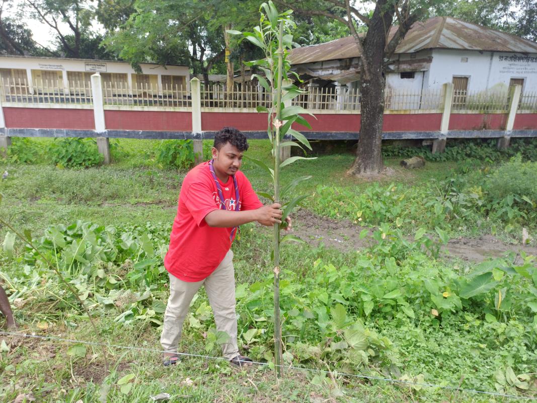গাছ লাগানো