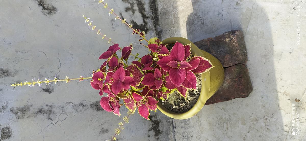 সানরাইজ ওপেন স্কাউট গ্রুপের বৃক্ষ রোপন।