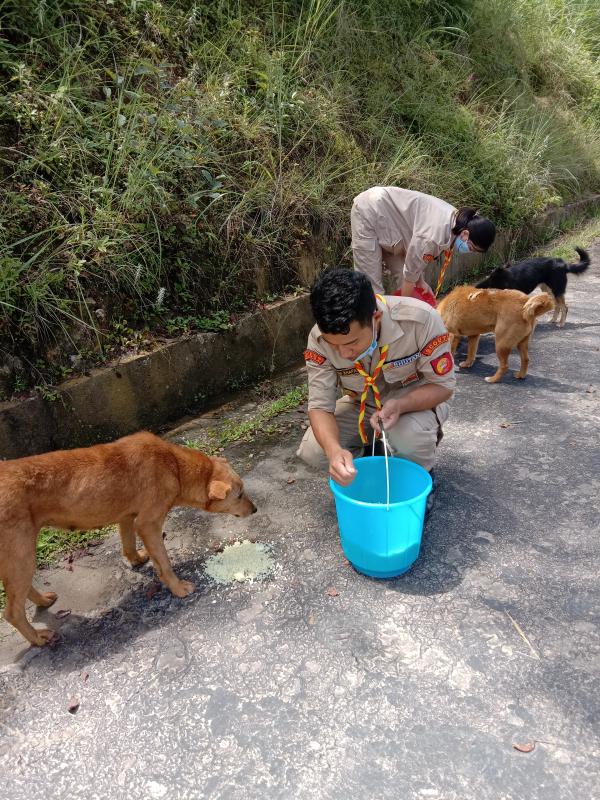 Dog feeding during lockdown due to Covid 19
