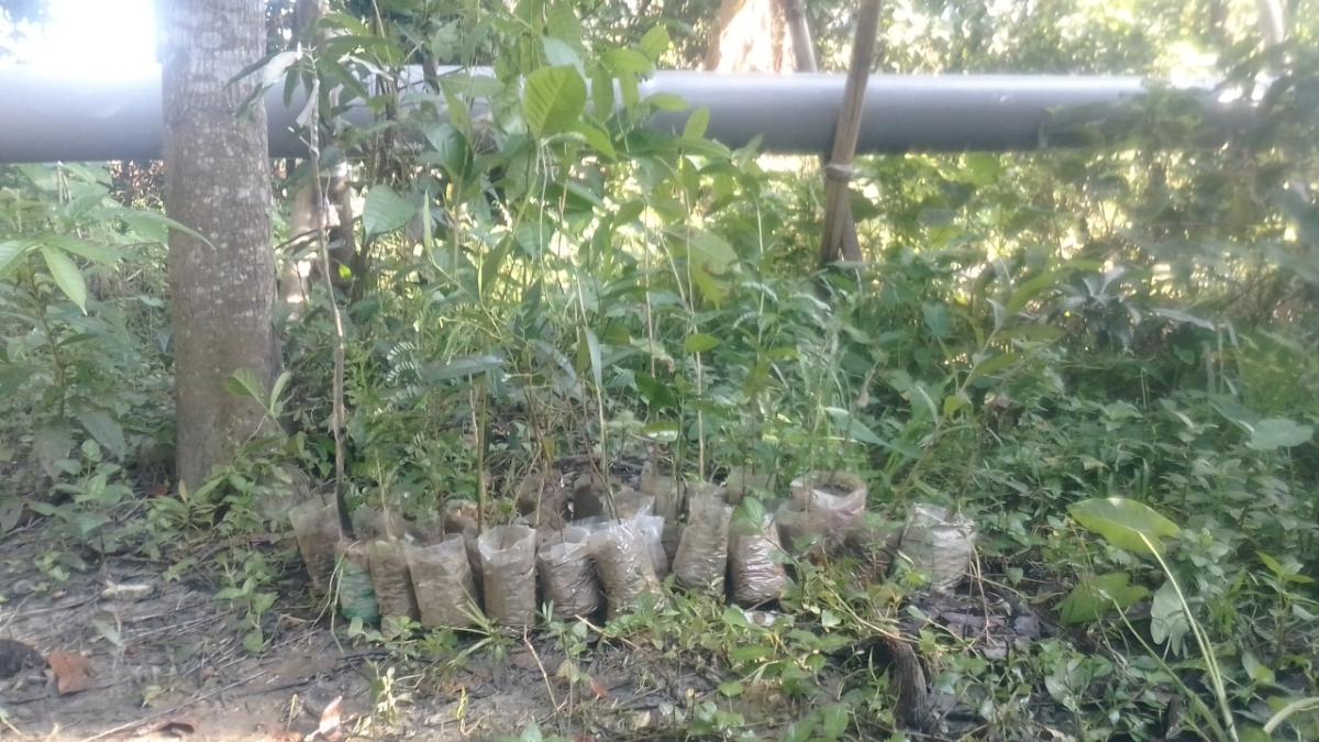 Tree Plantation.(3rd Time)