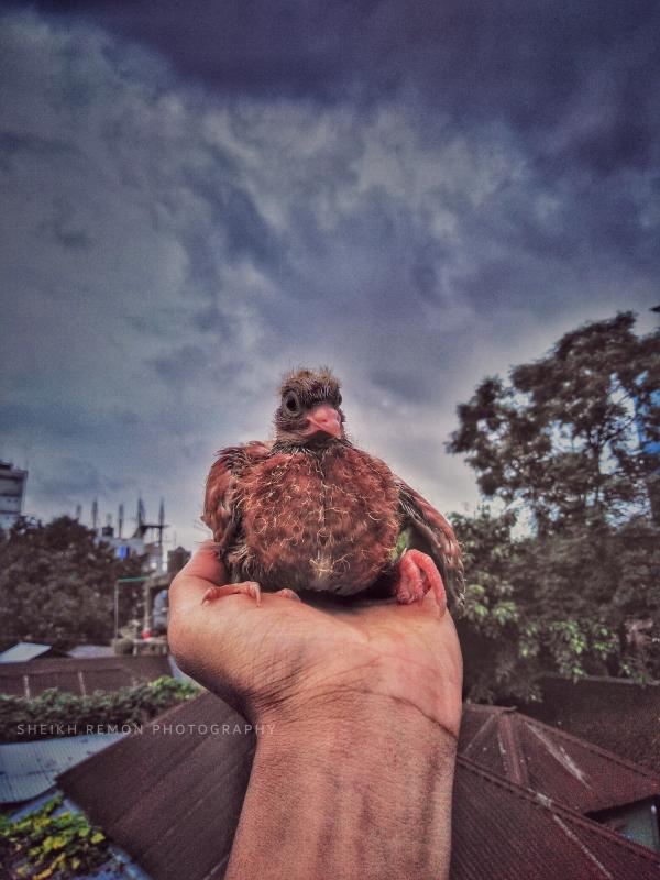 কবুতর পালন