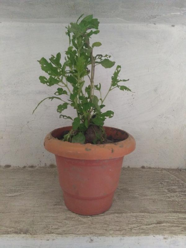 Activity - 8.9  [ Plant a tree ]