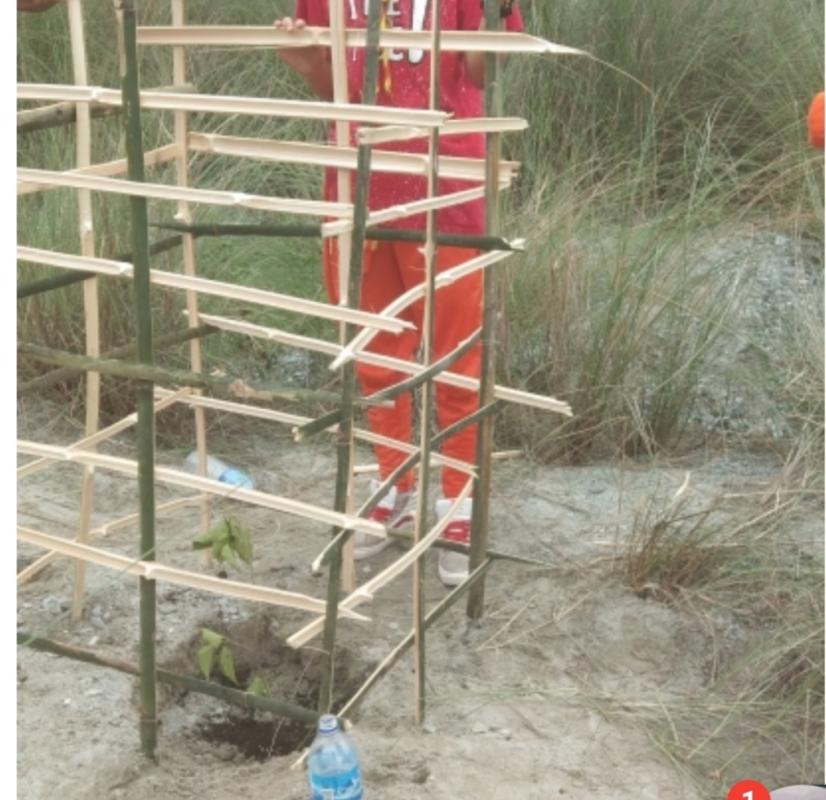Planting tree for better world 