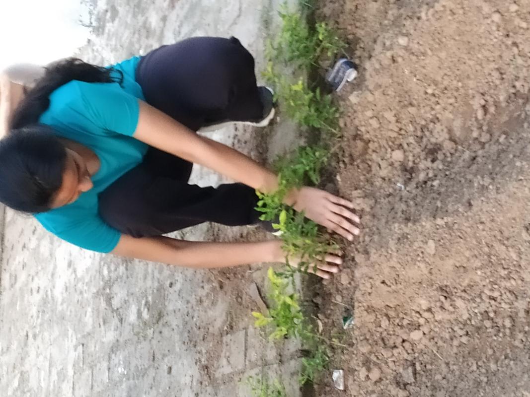 Plant a tree