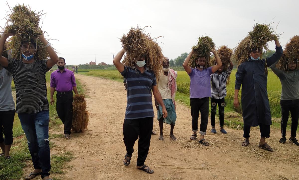 গরীব কৃষকের পাকা ধান কেটে দেওয়া