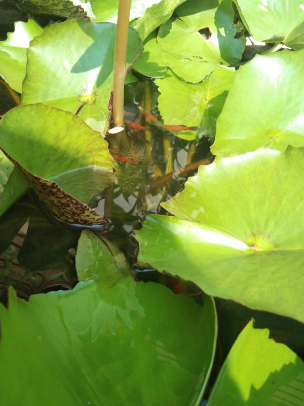 ช่วยให้อาหารปลา