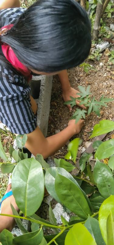 "Tree planting (2021)"