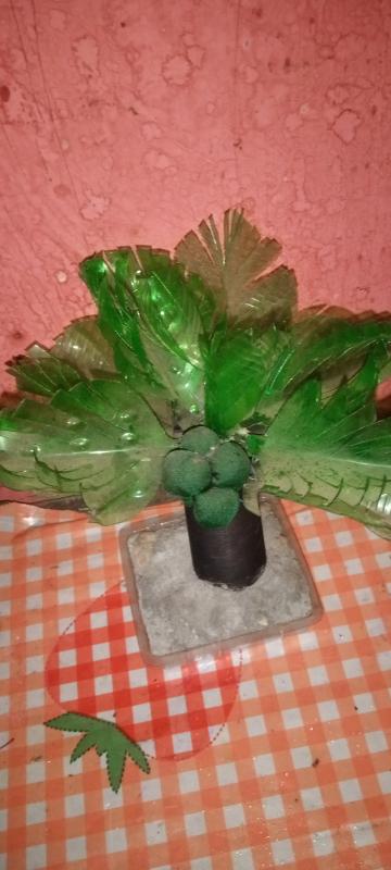 প্লাস্টিক টাইড টার্নার চ্যালেঞ্জ ব্যাজ