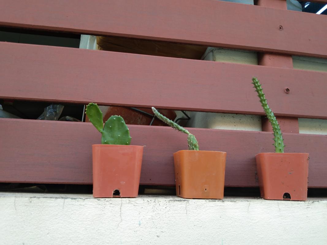 รดน้ำต้นไม้